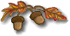 Acorns