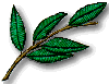 Olive Branch